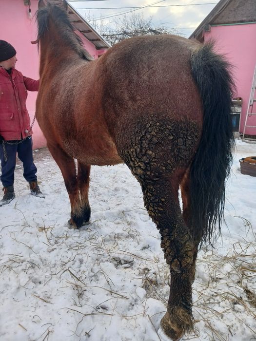 Vând manza de 4 ani cu pașaport