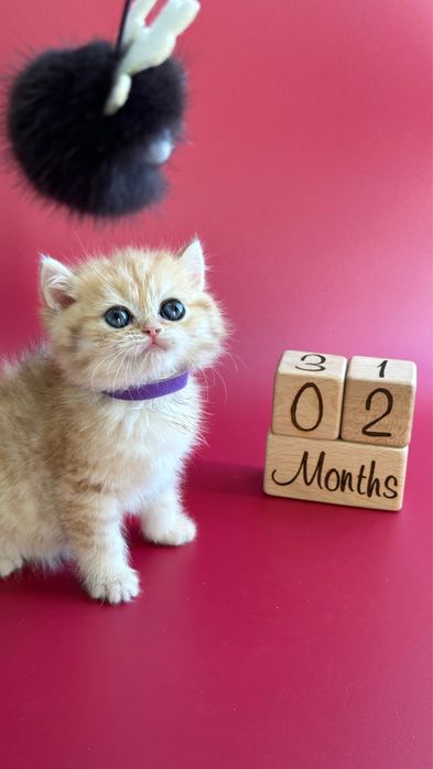 Шиншилла Золотая