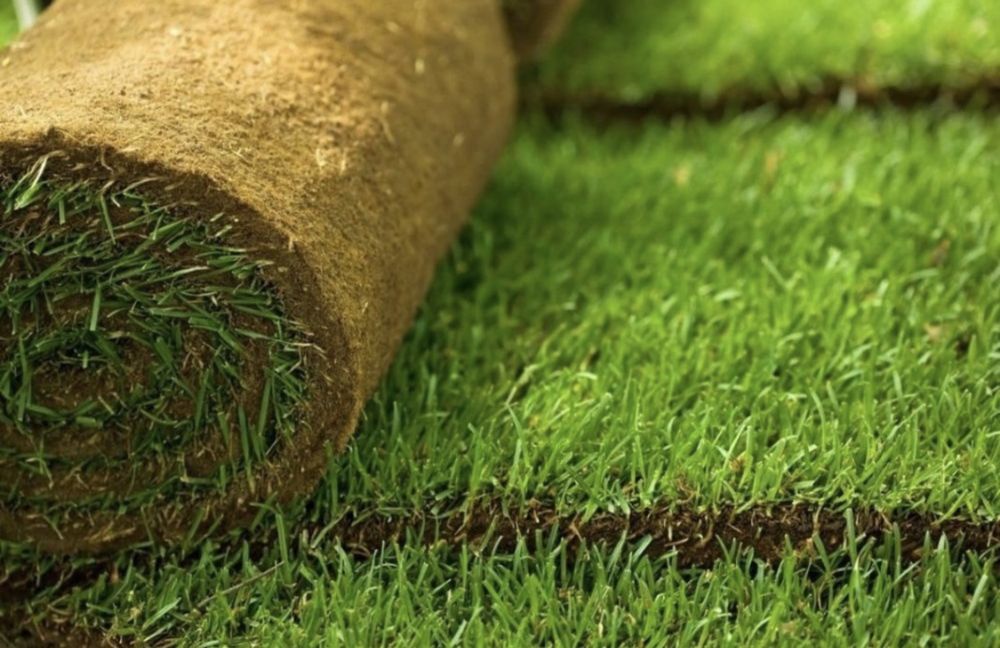 Посев рулонного газона