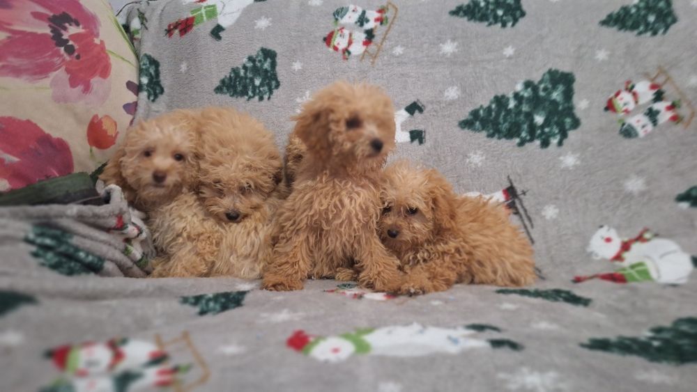 Пудел Той пуделчета момичета