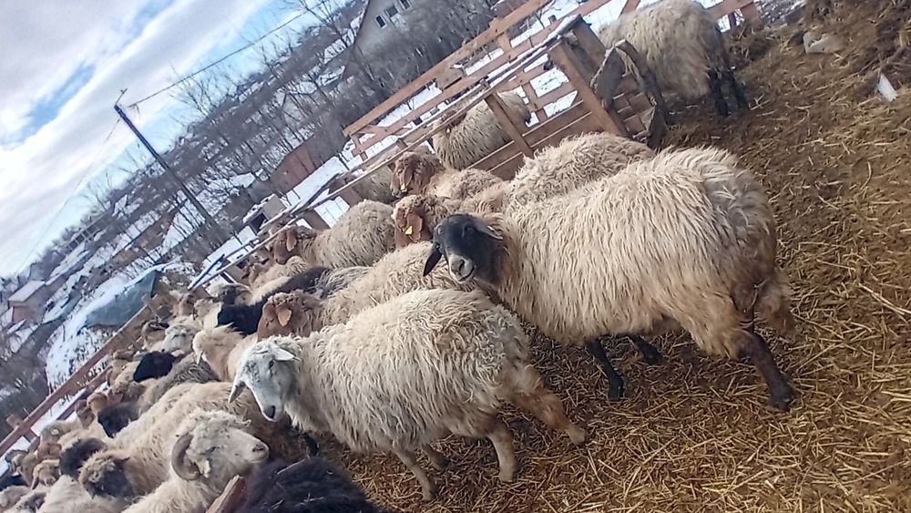 De vânzare oi și capre și câteva cu miei