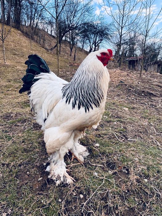 Vând ouă brahma Hd