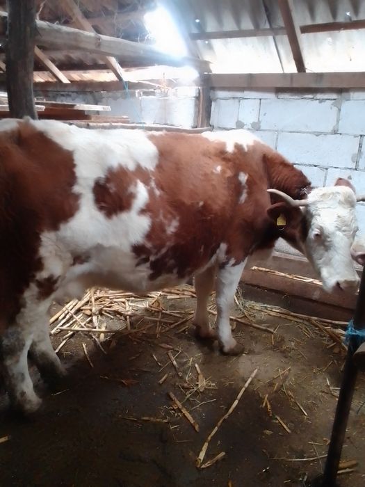 Vaci bălțate românești