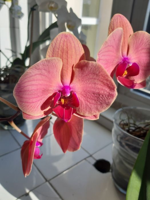 Лудизия скъпоценната орхидея , дендробиум