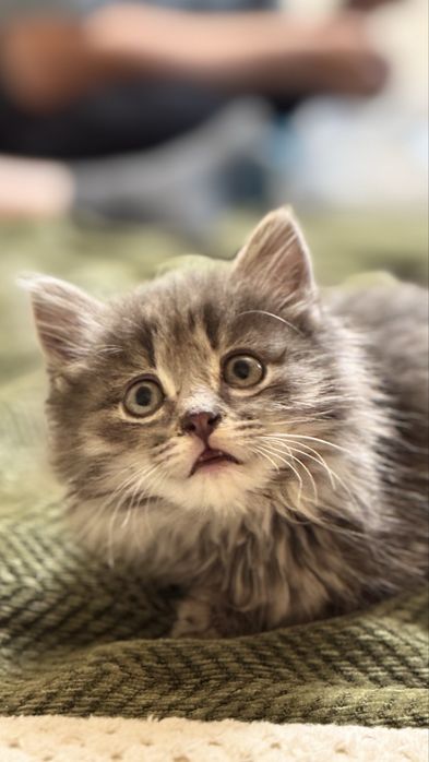Котенок в поиске дома
