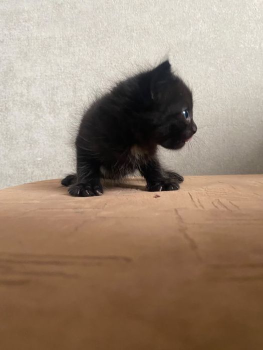 Котенок девочка