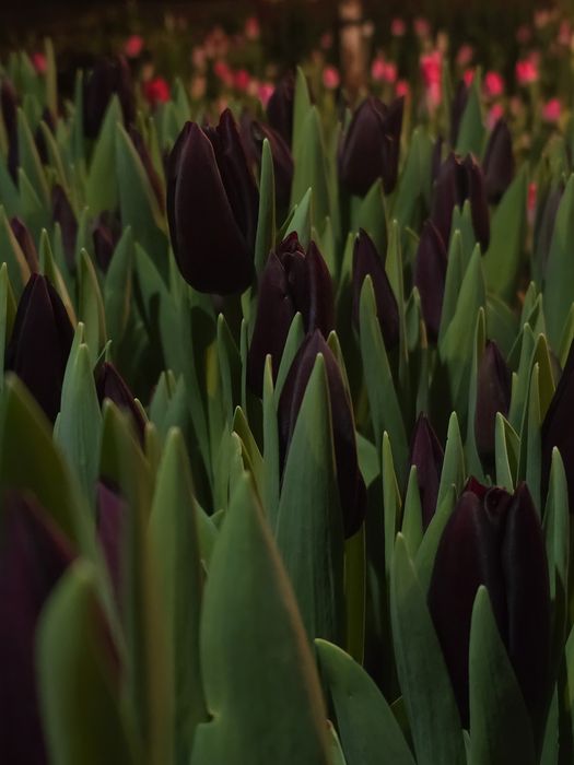 Продаю тюльпаны оптом и в розницу.