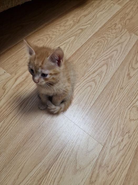 Котята ищут семью
