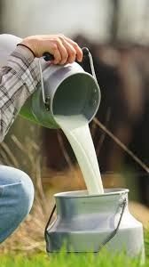 Сүт. Домашнее молоко оптом