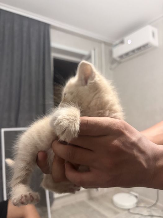 Отдам котенка в добрые руки