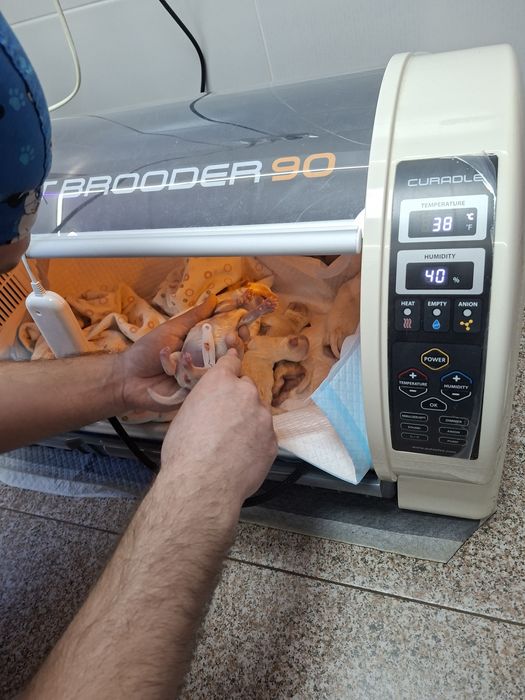 Bichoni  talie mică