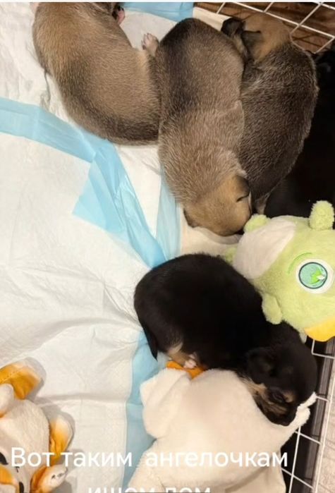 Отдам в добрые руки