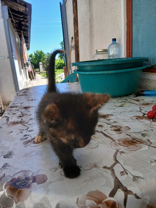 Pisicute pentru adoptie