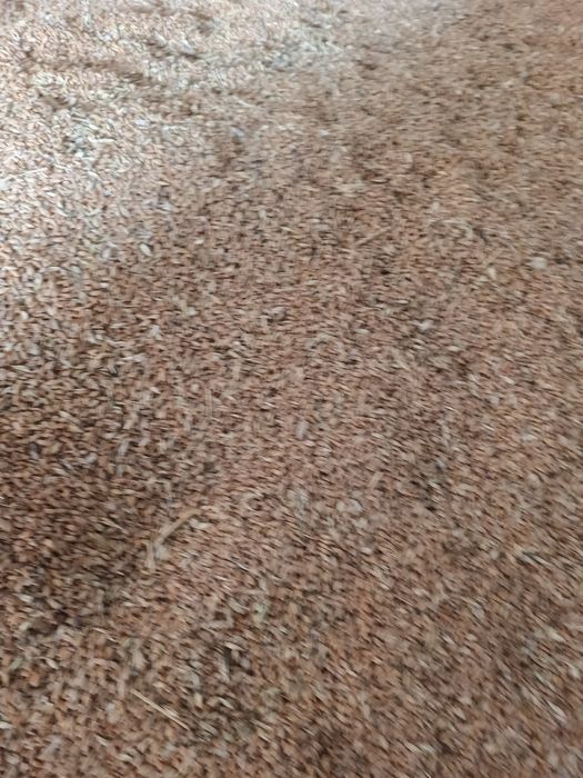 Продам семена пшеницы