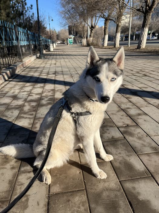 Передержка животных