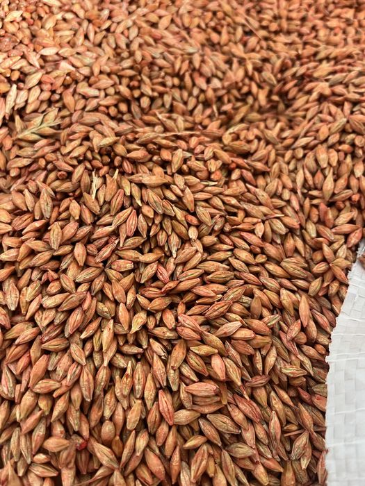 Samanta Orzoica primavara pt bere C1, Planet