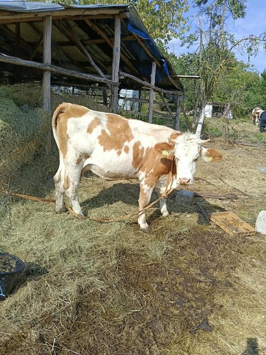 Vând vacă la prima fătare vacă cuminte