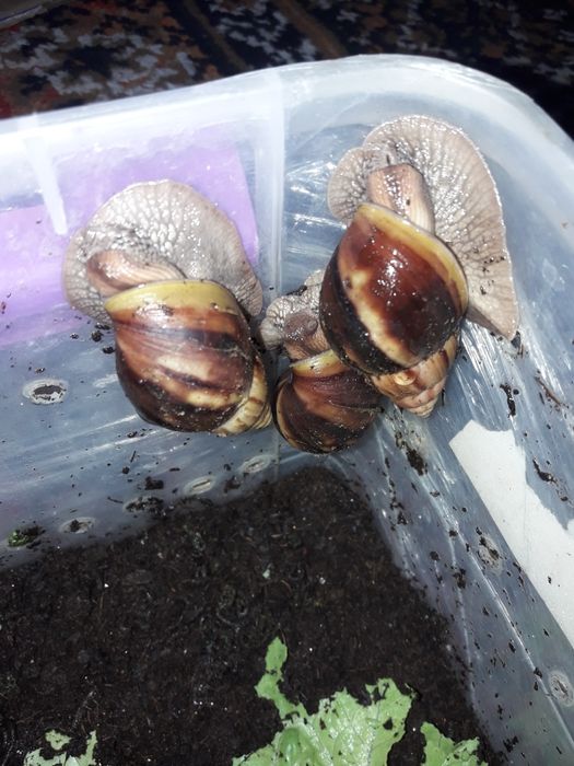 Улиткалар сотилади