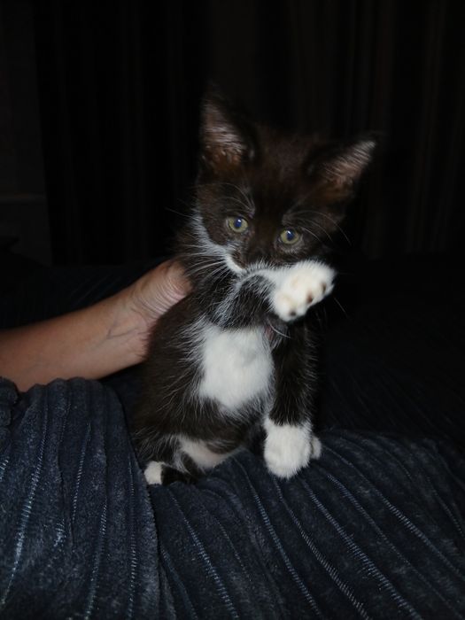 Отдам в добрые руки