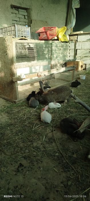 Flandr velekan quyon