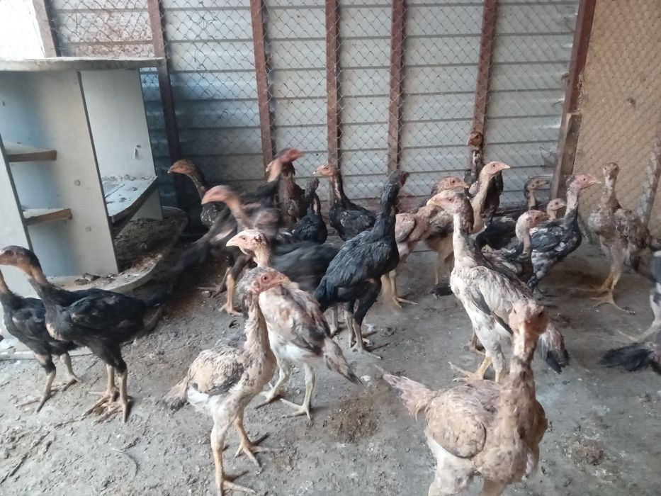 Продам цепляет дакан