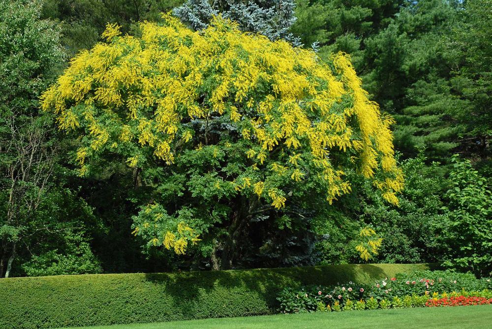 koelreuteria paniculata 1m