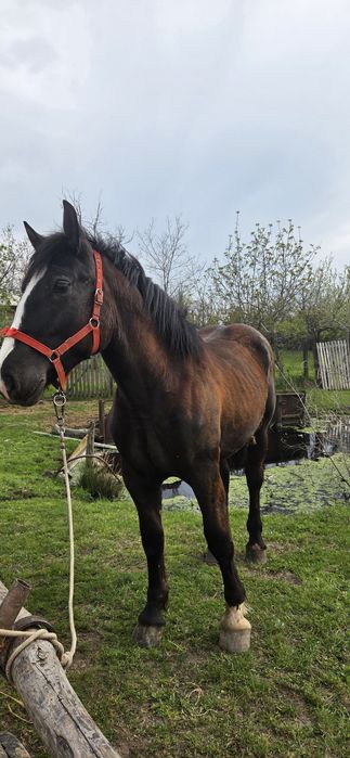 Mânz de vânzare      .