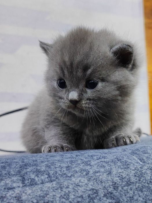 британские и шотландские котята чистокровные