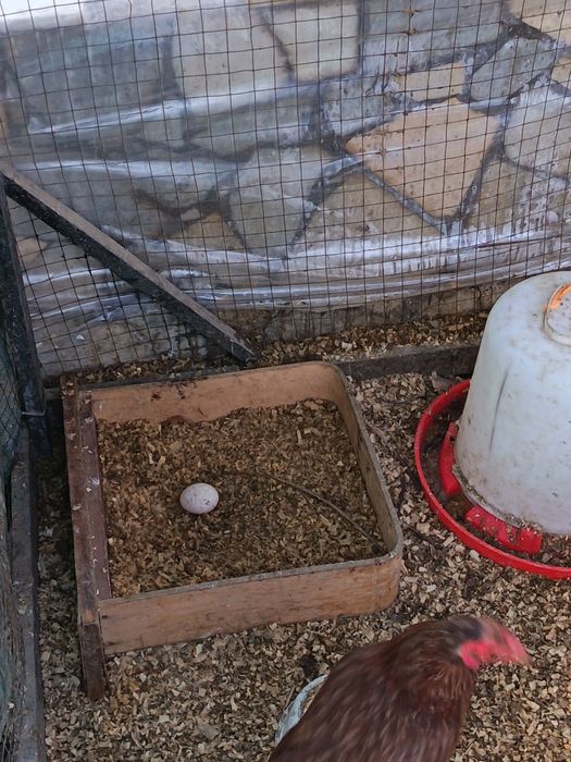 Хонаки товуклар сотилади