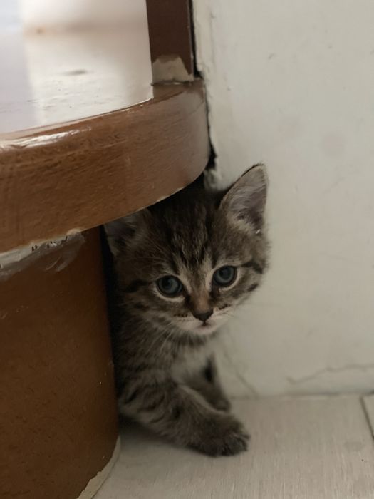 Котята девочки бесплатно