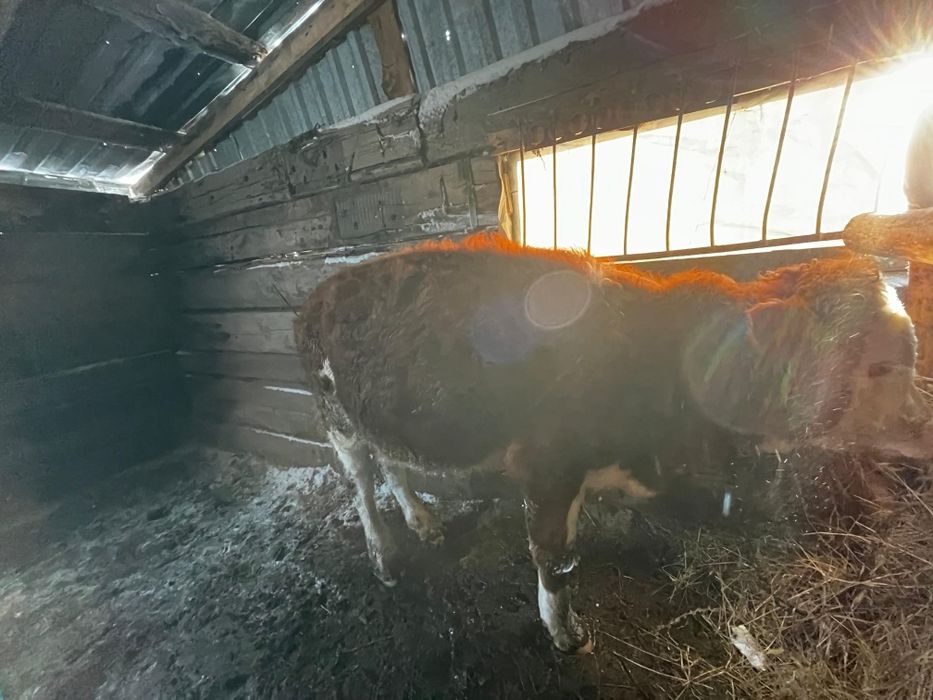 Продается бычки годовалые