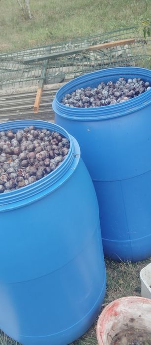 vând prune negre pentru țuică