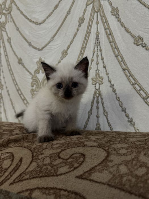 Отдам котят в добрые ручки