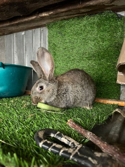 Крольчата фландер.