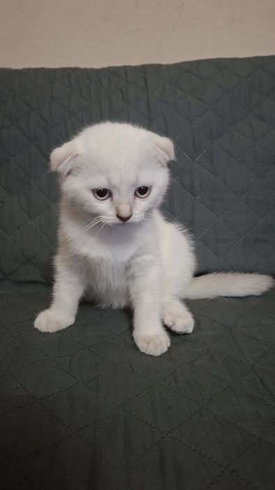 Шотландски клепоухи котета.