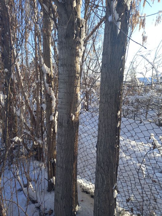 Прадаётса деревя-Тераклар сотилади