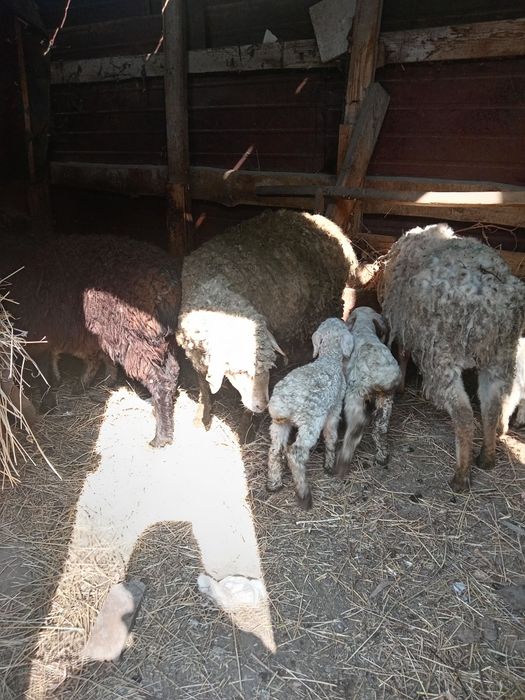 Продам баран с ягненком