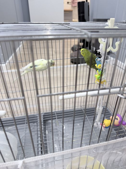 Продам попугаев и клетку