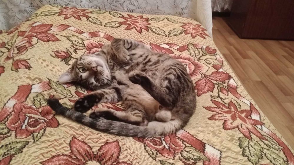 Отдам кота в хорошие руки