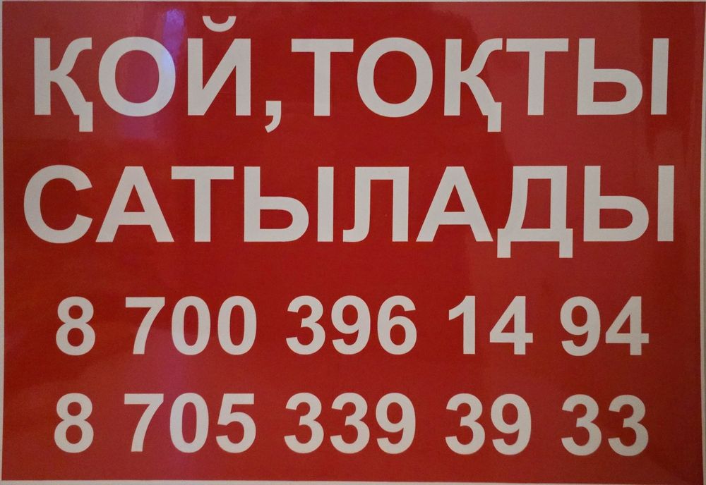 Қой тоқты тұсақ сатылады