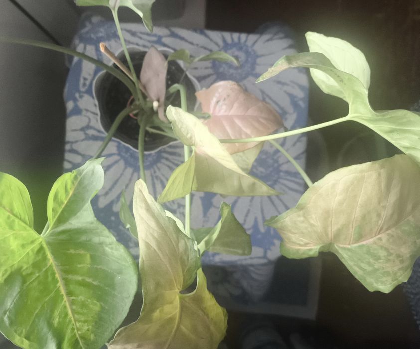 Продам комнатные цветы