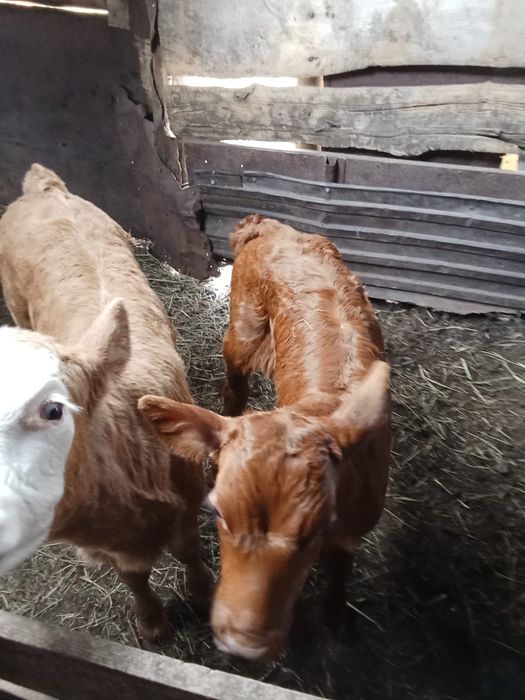 Продаются телята