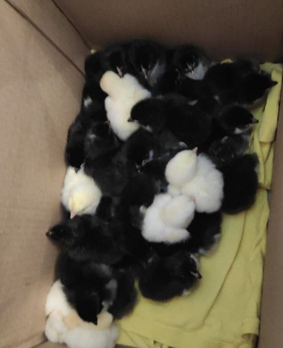 Цыплята Маран ч/м и белый маран