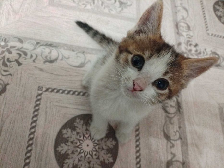 Отдам котят в добрые руки