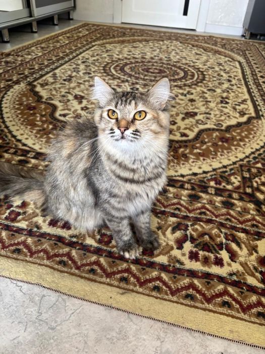 отдам кошку в хорошие руки