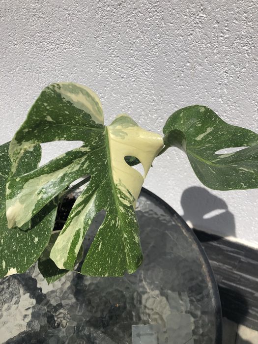 Monstera Thai Constellation