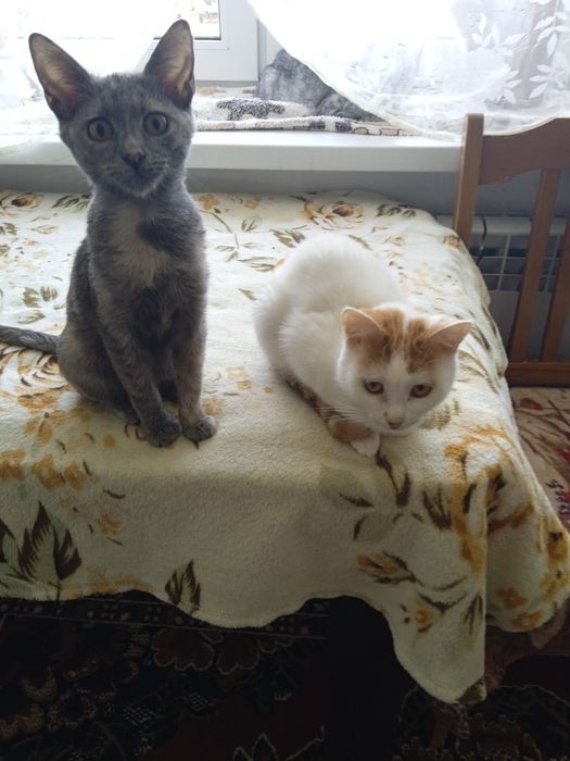 Молодые кошки и коты