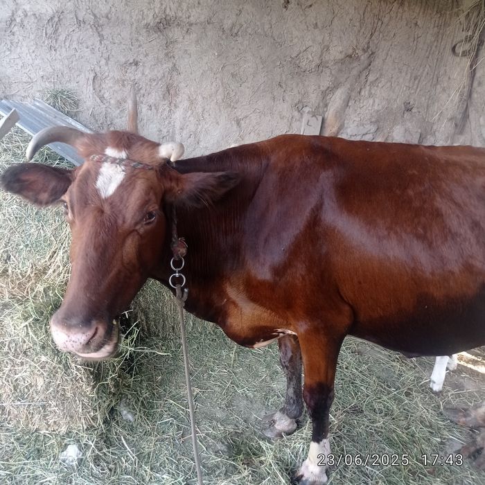 Ona bola mol sotladi