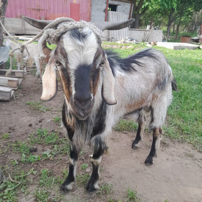 Альпийский казёл