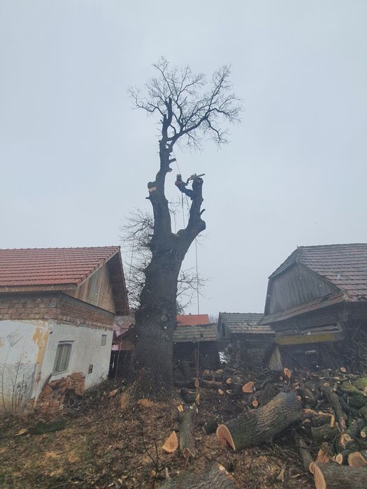 Tăieri , toaletări , copaci uscați , periculoşi !!!